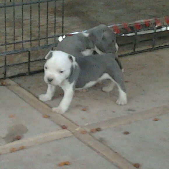 Meet your Posher, Chuchin - Picture 1 of 1